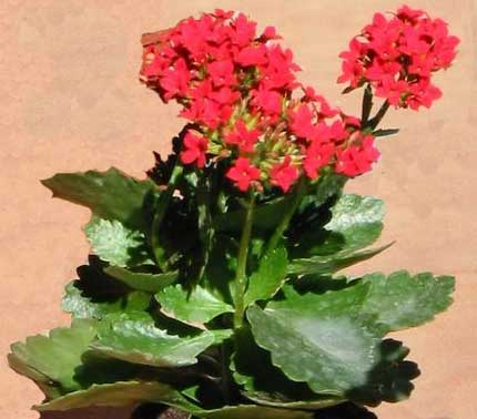 راهنمای نگهداری و پرورش گیاهان آپارتمانی - کالانکوآ